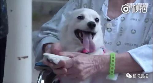 娱乐吃瓜酱小白狗,揭秘娱乐圈那些不为人知的幕后故事