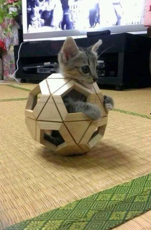 娱乐吃瓜酱猫叫喵喵喵,喵喵喵！娱乐吃瓜酱带你领略猫界趣味